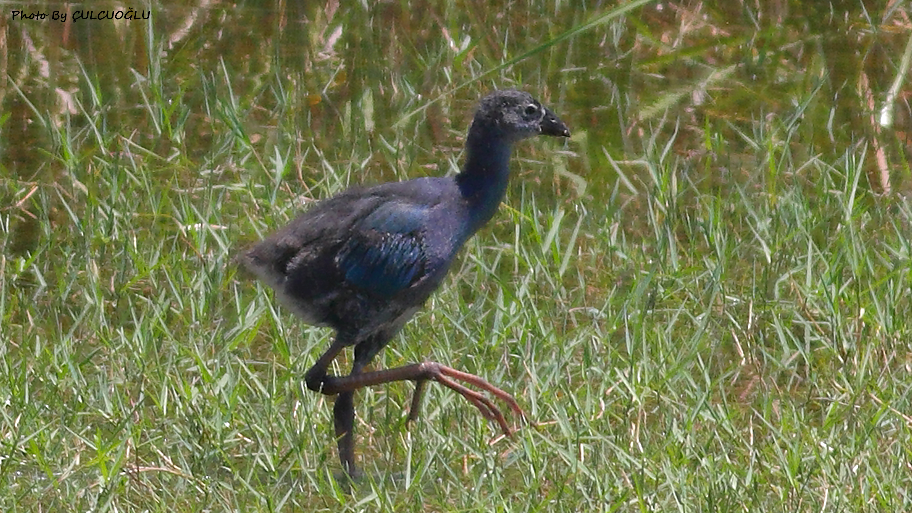 Western Swamphen